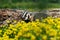 North American Badger Taxidea taxus Moves Left by Log in Wildflowers Summer