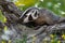 North American Badger Taxidea taxus Noses at Log Summer