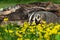 North American Badger Taxidea taxus Noses Into Yellow Wildflowers Log in Background Summer