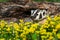 North American Badger Taxidea taxus Pops Head Up Out of Wildflowers Summer