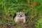 North American Badger (Taxidea taxus) Sits in Den