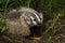 North American Badger Taxidea taxus Stands In Den to Right