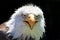 North American Bald Eagle