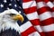 North American Bald Eagle on American flag