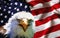 North American Bald Eagle on American flag