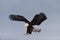 North American Bald Eagle Landing