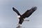 North American Bald Eagle Landing