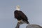 North American Bald Eagle Landing