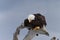 North American Bald Eagle Perched on Drift Wood