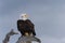 North American Bald Eagle Perched on Drift Wood