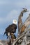 North American Bald Eagle Perched on Drift Wood