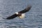 North American Bald Eagle Soaring