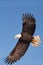 North American Bald Eagle Soaring