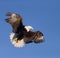 North American Bald Eagle Soaring