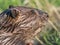 North American Beaver