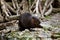 North American Beaver