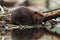 North American Beaver