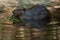 North American beaver Castor canadensis