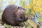 North American Beaver & x28;Castor canadensis& x29; eating,  Alaska