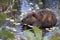 North American Beaver & x28;Castor canadensis& x29; eating,  Alaska