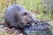 North American Beaver & x28;Castor canadensis& x29; eating,  Alaska