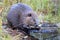 North American Beaver & x28;Castor canadensis& x29; eating,  Alaska