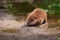 North American Beaver Castor canadensis Kit Nose to Ground Summer