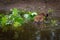 North American Beaver Castor canadensis Kit Steps Into Water Summer