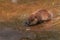 North American Beaver Castor canadensis Kit Wades Into Shallow Water Summer