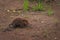 North American Beaver Castor canadensis Kit Walks Across Land Summer