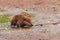 North American Beaver Castor canadensis Kit Walks Across Wet Ground Summer