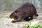 North American Beaver eating apple