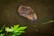 North American Beaver Kit Castor canadensis Swims Past Leaves