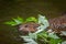 North American Beaver Kit Castor canadensis Swims Under Leaves