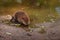 North American Beaver Kit Castor canadensis Walks Along