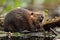 North American Beaver Yawning