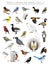 North American Birds Set Cartoon Vector Character 1