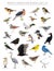 North American Birds Set Cartoon Vector Character 2