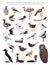 North American Birds Set Cartoon Vector Character 8