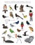 North American Birds Set Cartoon Vector Character 9