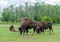 North American Bison also known as buffalo in Hamilton Safari, Ontario, Canada