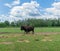 North American Bison also known as buffalo in Hamilton Safari, Ontario, Canada