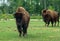 North American Bison also known as buffalo in Hamilton Safari, Ontario, Canada