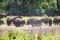 North American Bison in a Herd on the Great Plains