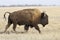 North American bison male who goes by the steppes