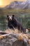 North American Black Bear