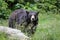 North American Black Bear - North Carolina