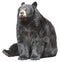 North American Black Bear Sit, Sleeping Isolated