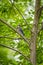 North American Blue Jay