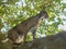 North American Bobcat Lynx Rufus